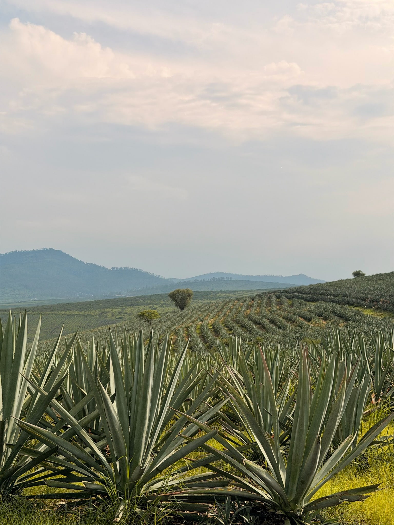 Agaves en primer plano y campos de cultivo de Casa Mezcalera
