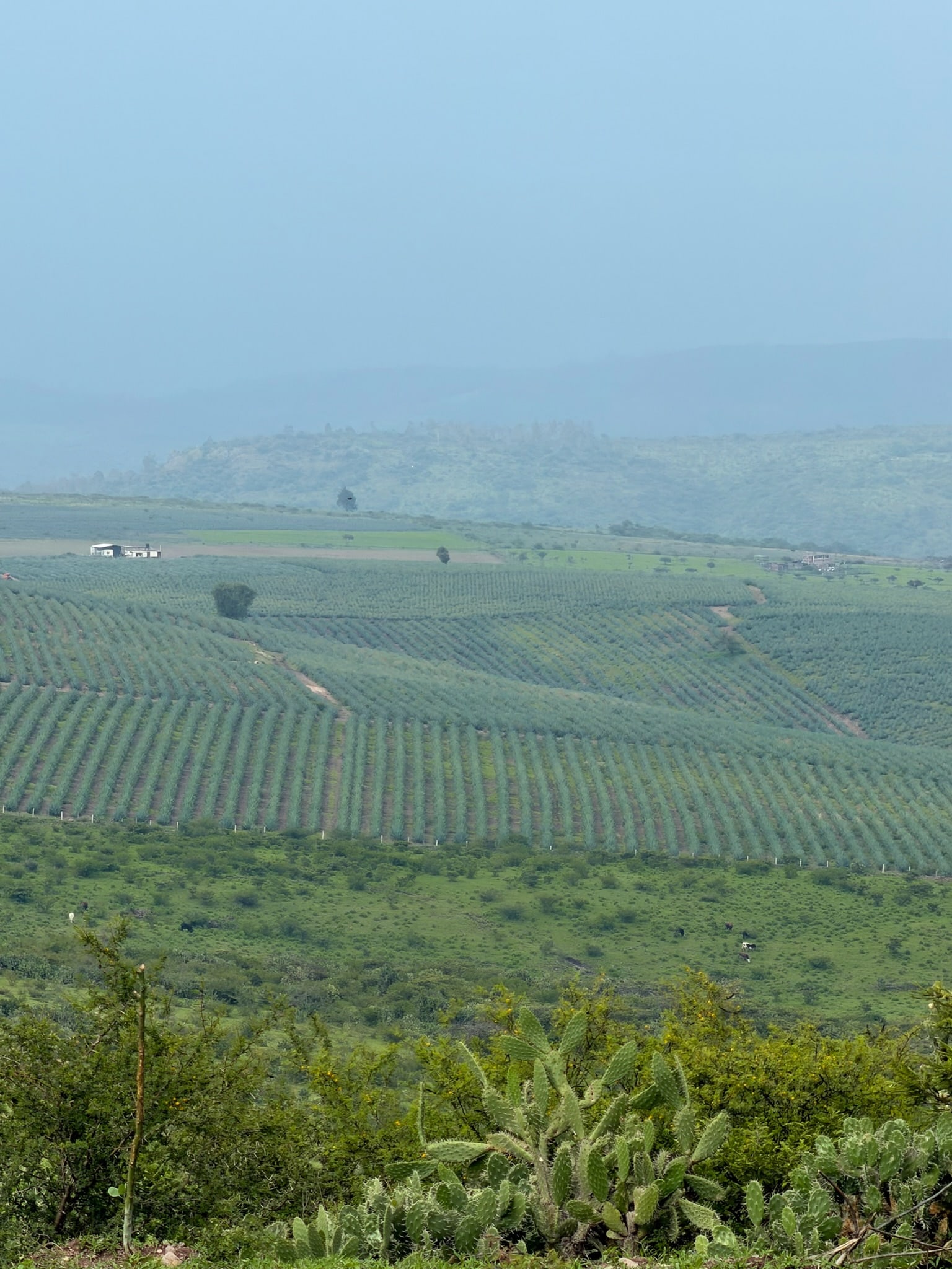 Panorama de los campos de agave y las montañas