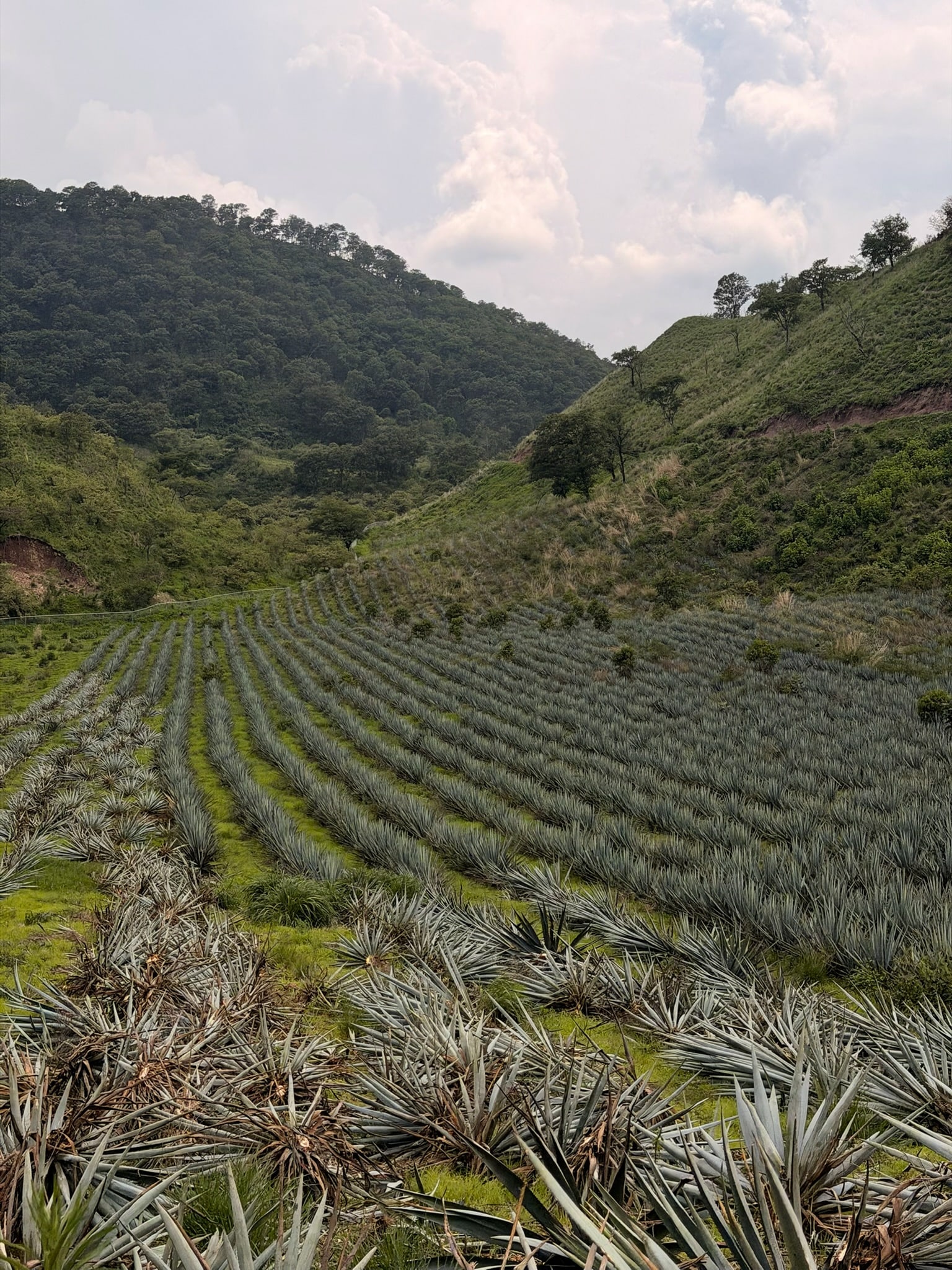 Surcos de agave entre las laderas del campo de Casa Mezcalera